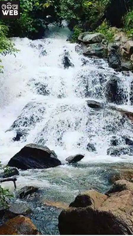 Beautiful Ashok jara.