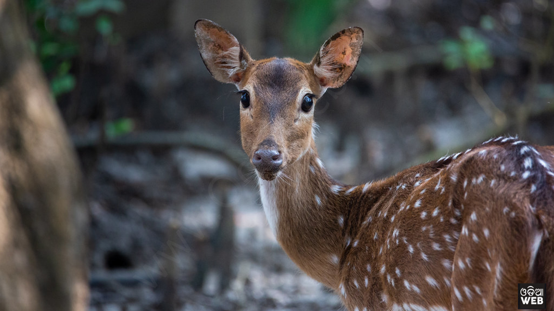 300 Deer Wallpapers  Wallpaperscom