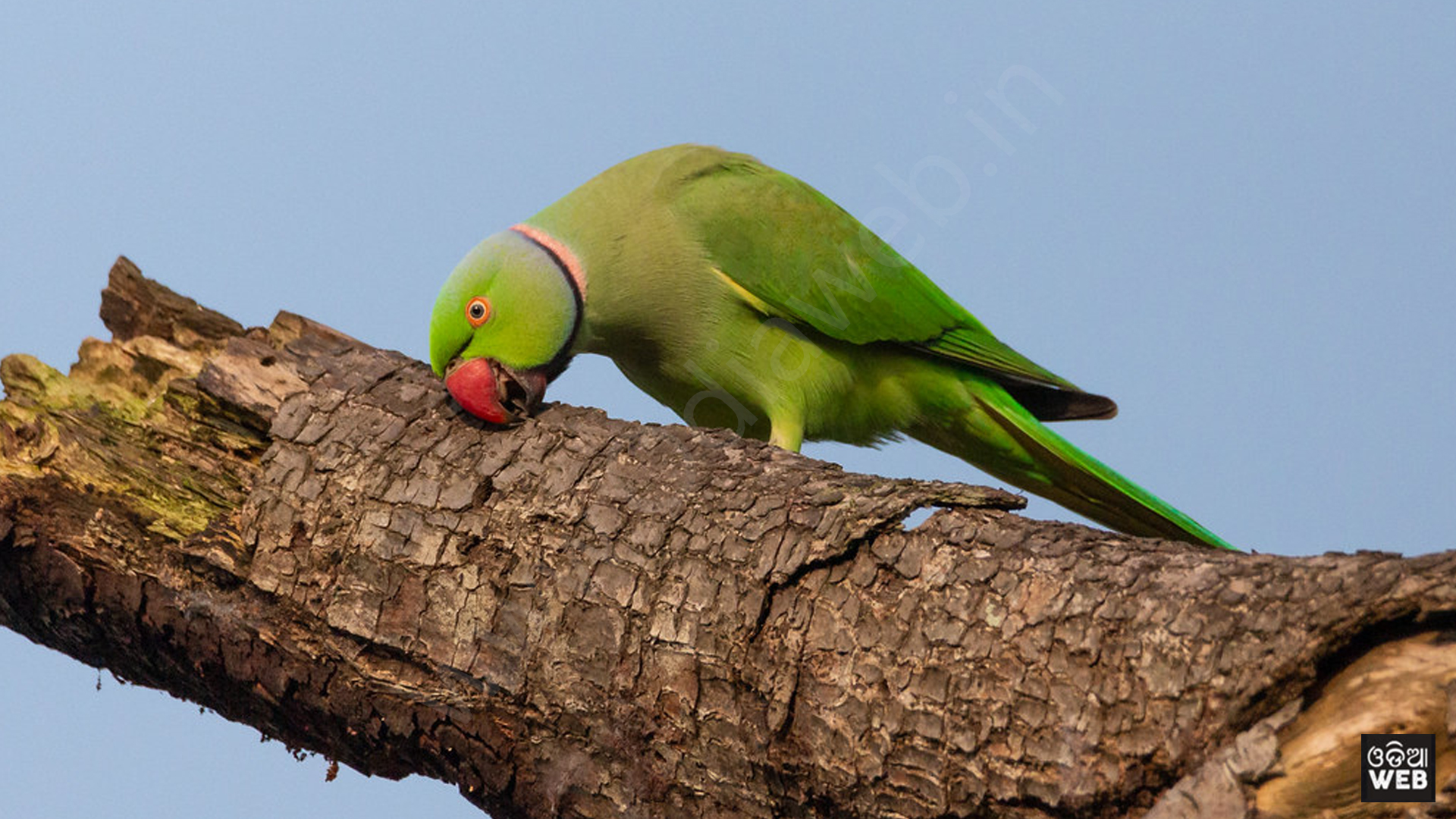 Bird Parrot Animals wallpaper  FREE Download backgrounds