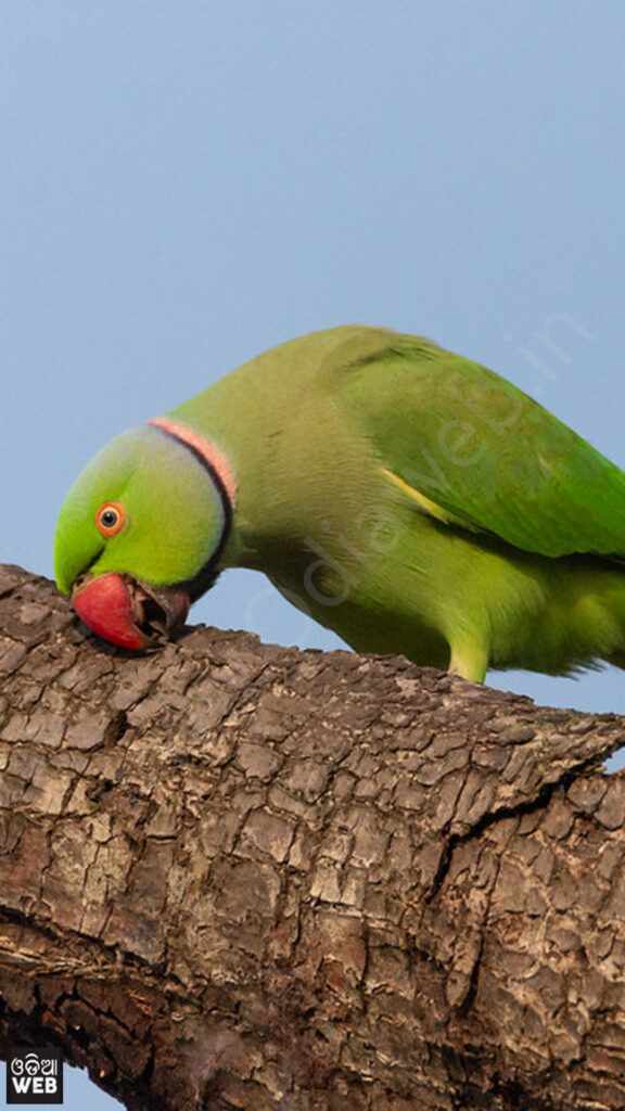 Parrot Wallpapers on WallpaperDog