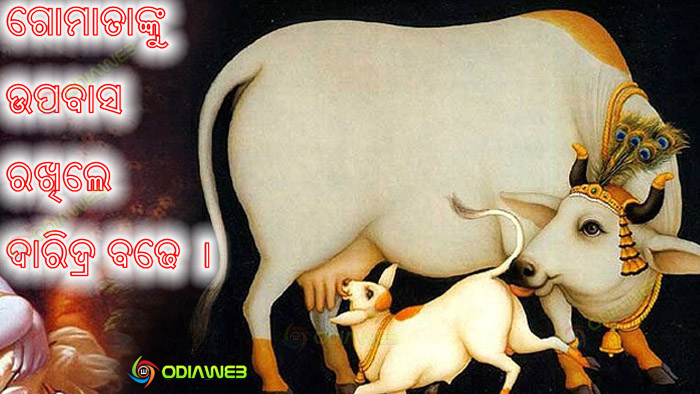 Cow-Puja-In-Odisha-Festival