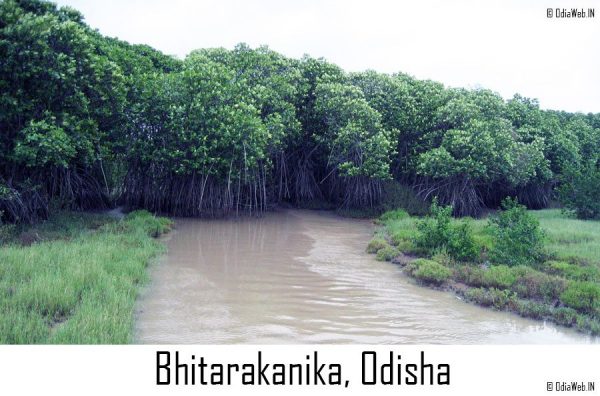 Bhitarakanika, Odisha