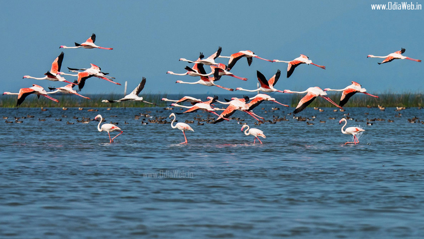 Chilila Lagoon Brahmapur