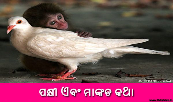 Odia Short Story Pakhi o Mankada Katha