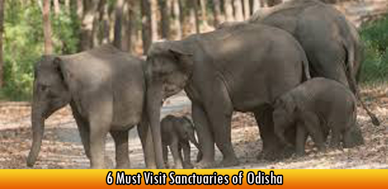 6 Must Visit Sanctuaries of Odisha