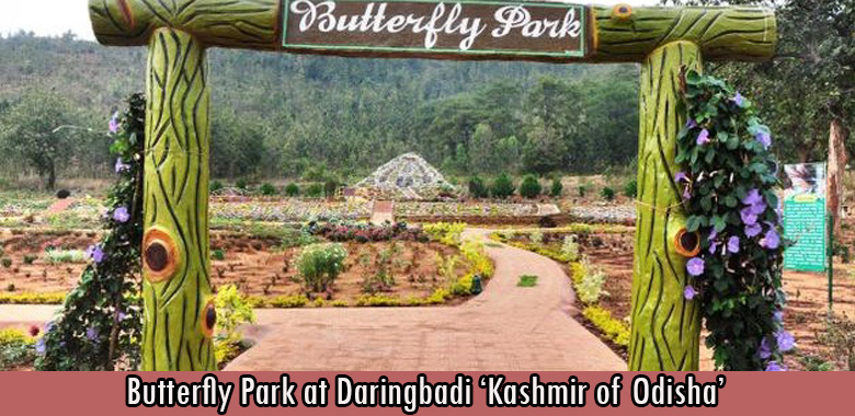 Butterfly Park at Daringbadi ‘Kashmir of Odisha’