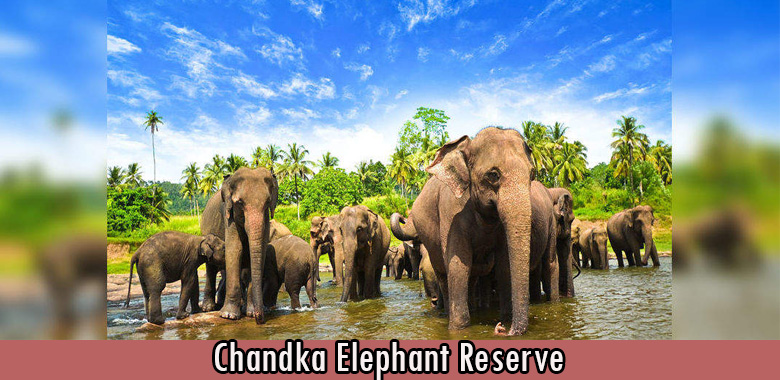 Chandka Elephant Reserve