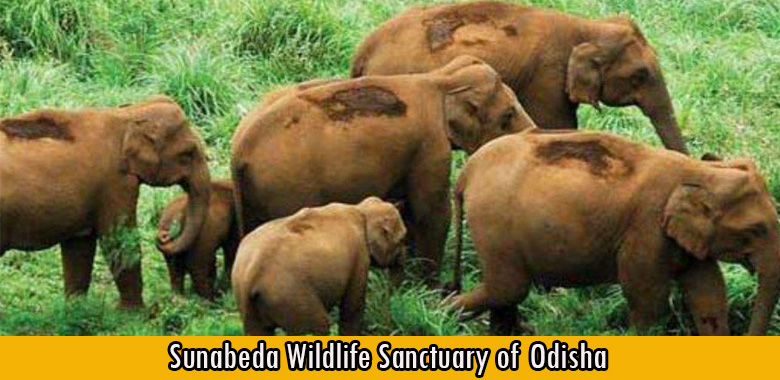 Sunabeda Wildlife Sanctuary of Odisha