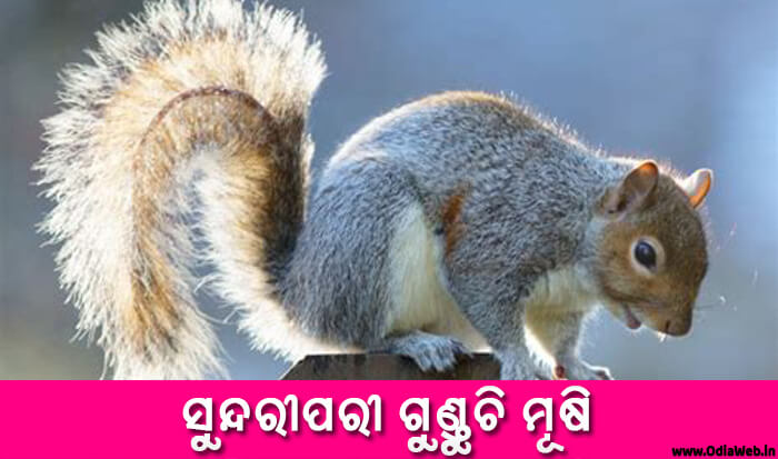 Odia Short Story Sundaripari O Gunduchi Musha