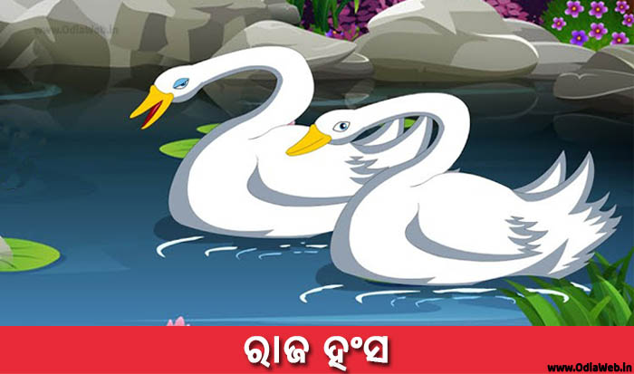 Odia Short Story Raja Hansa